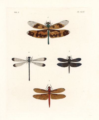 Libellule à ailes ornées, Rhyothemis variegata 1, libellule forestière fauve, Neurothemis fulvia 2, libellule de rizière pie, Neurothemis tullia 3, et demoiselle ombragée, Palaemnema paulina 4. Lithographie colorée à la main tirée de la nouvelle édition de - Unbekannter Künstler
