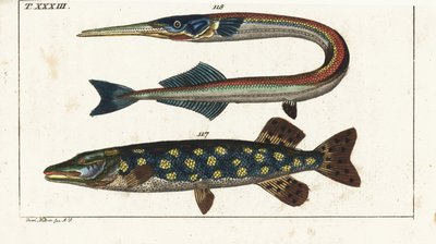 Brochet (ou brochet du nord) - Orphie - Brochet du nord, Esox lucius 117, et aiguille de mer ou orphie, Belone belone 118. Gravure en cuivre colorée à la main d