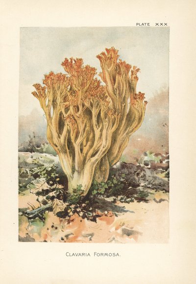 Champignon corail rose ou belle clavaria, Ramaria formosa (Clavaria formosa) - Unbekannter Künstler