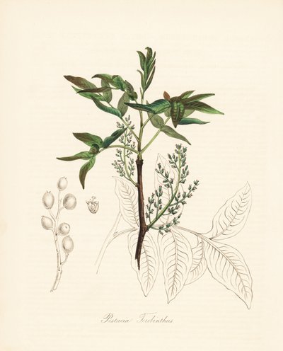 Pistachier térébinthe - Arbre à térébinthe ou arbre à térébenthine de Chio, Pistacia terebinthus - Unbekannter Künstler