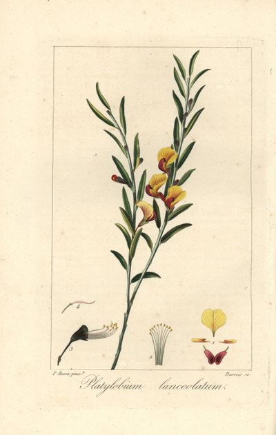 Platylobium lanceolatum, originaire d