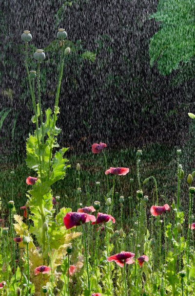 Fleurs et têtes de graines de pavot (Papaver somniferum) sous une averse d