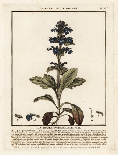 Bugle pyramidal, Ajuga pyramidalis - Unbekannter Künstler