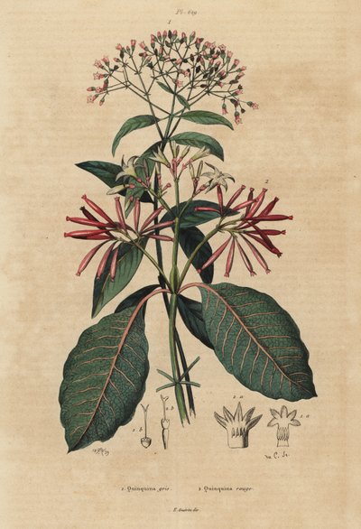 Quinine, Cinchona officinalis 1 et Ladenbergia oblongifolia, vulnérable, 2 - Unbekannt