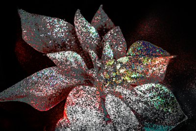 Poinsettia arc-en-ciel pour mon chéri, 2017 - Unbekannter Künstler