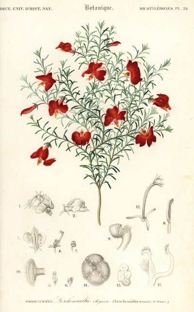 Leschenaultia rouge, Leschenaultia formosa (gravure) - Unbekannter Künstler