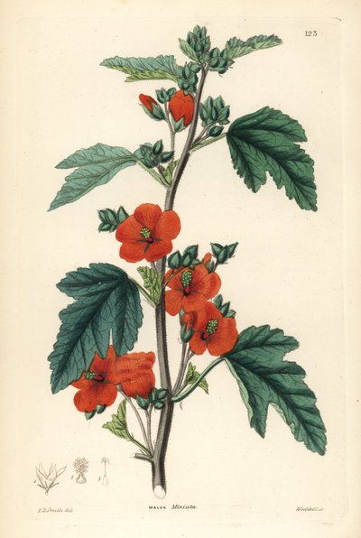 Mauve globulaire, Sphaeralcea miniata - Unbekannter Künstler