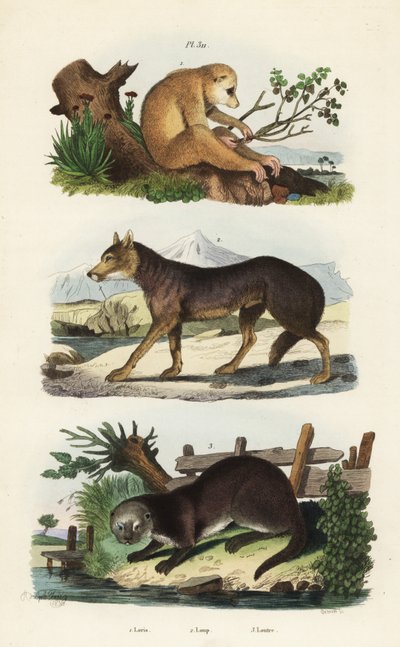 Loris mince rouge, Loris tardigradus en danger, loup, Canis lupus, et loutre d