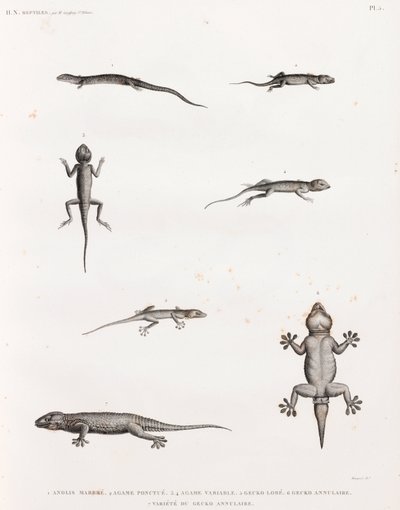 Reptiles : lézards et geckos - Unbekannt