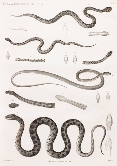 Reptiles : Vipères et serpents - Unbekannt