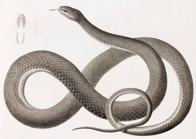 Reptiles : illustration d