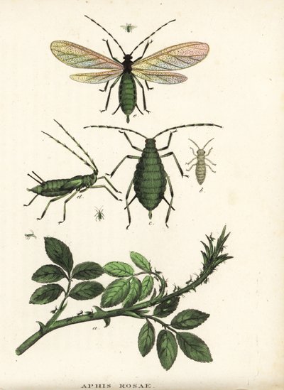Puceron du rosier, Aphis rosae, sur un rosier. Lithographie en couleur de la Galerie d