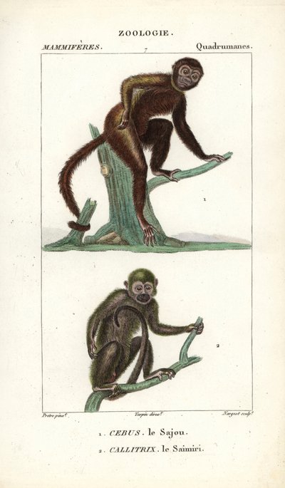 Sajou ou saphogano ou capucin et saimiri ou singe écureuil - Unbekannter Künstler