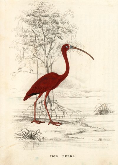 Ibis rouge, Eudocimus ruber (Ibis rubra). Gravure sur acier colorée à la main de la Galerie d
