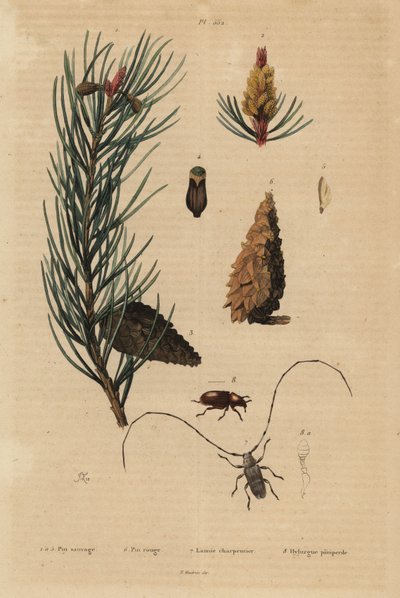Pin sylvestre, Pinus sylvestris 1-5, et pin rouge ou de Norvège, Pinus resinosa 6, capricorne des bois, Lamia textor 7 et scolyte du pin, Tomicus piniperda 8 - Unbekannt
