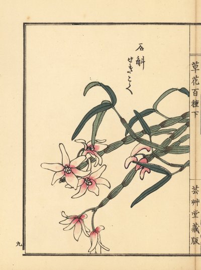 Sekkoku, dendrobium de Mohl ou orchidée de pierre japonaise, Dendrobium moniliforme. De Kusa Bana Hyakushu (Cent Variétés de Fleurs), Tokyo, Yamada - Unbekannter Künstler