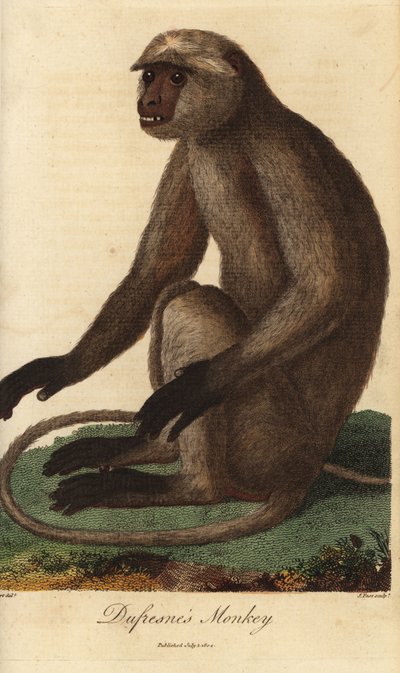 Semnopithèque entelle - Langur gris ou langur d