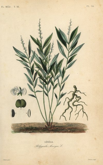Sénécaire, Polygala senega - Unbekannt