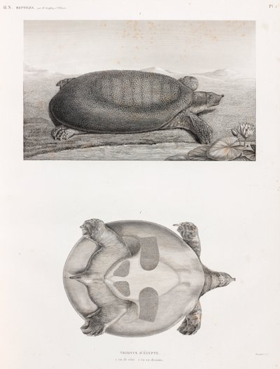 Vue latérale et inférieure d