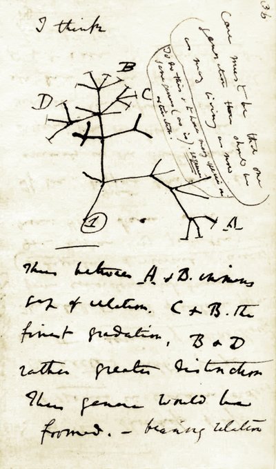Croquis de Charles Darwin (1809-1882) de son premier carnet « Transmutation des espèces » : c