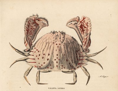 Crabe boîte lisse ou à taches rouges, Calappa calappa. Gravure à l