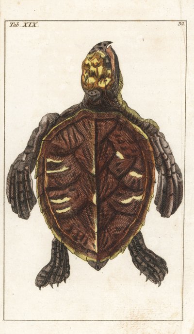 Tortue serpentine ou tortue à écailles - Eau-forte par Gottlieb Tobias Wilhelm (1758-1811), de l