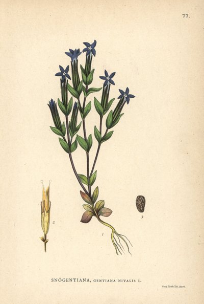 Gentiane des neiges, Gentiana nivalis - Unbekannter Künstler