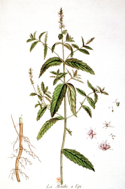 Menthe verte - Unbekannter Künstler
