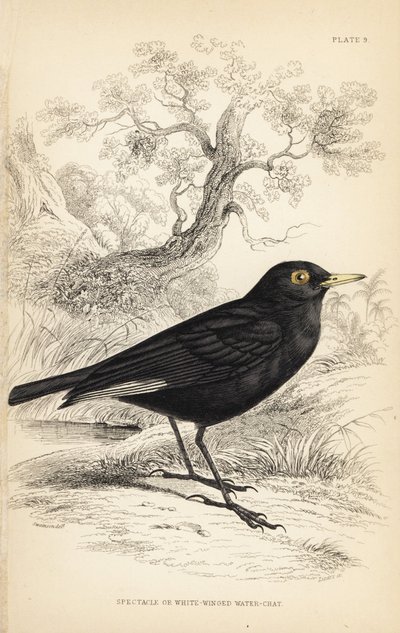 Tyran à lunettes, Hymenops perspicillatus (Tyran à ailes blanches, Perspicilla leucoptera). Gravure sur acier coloriée à la main par William Lizars d