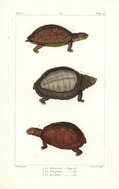 Tortue à pattes tachetées, Rhinoclemmys punctularia, tortue à carapace molle indienne, Lyssemys punctata, et tortue casquée nord-africaine, Pelomedusa subrufa olivacea - Unbekannter Künstler