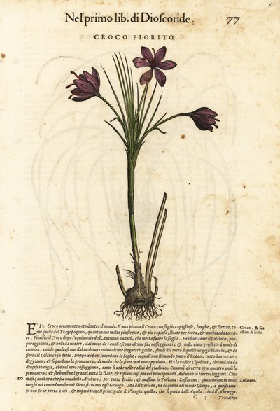 Crocus de printemps, Crocus vernus - Unbekannter Künstler