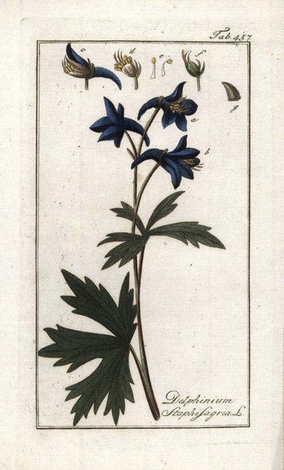 Staphisaigre ou herbe aux poux, herbe à la goutte ou vigne sauvage (Delphinium staphisagria) - Unbekannter Künstler