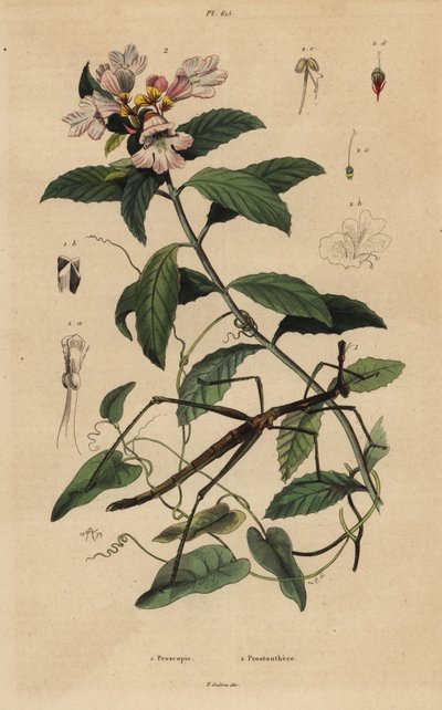 Phasme, Proscopia granulata, et buisson de Noël victorien, Prostanthera lasianthos - Unbekannt