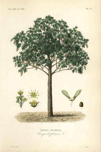 Érable sycomore, Acer pseudoplatanas - Unbekannt