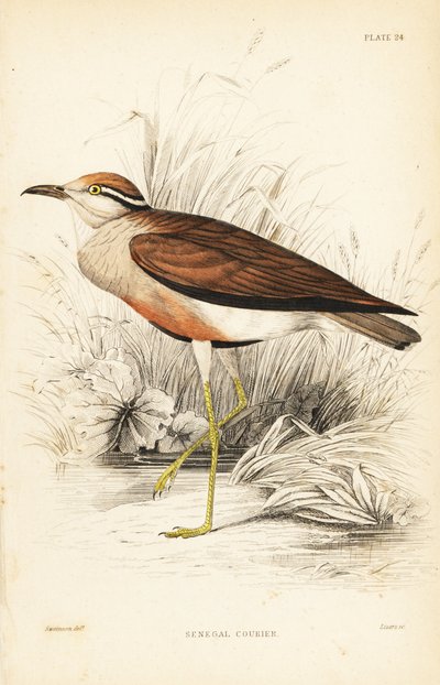 Courvite de Temminck, Cursorius temminckii (Courvite du Sénégal, Tachydromus senegalensis). Gravure sur acier coloriée à la main par William Lizars d
