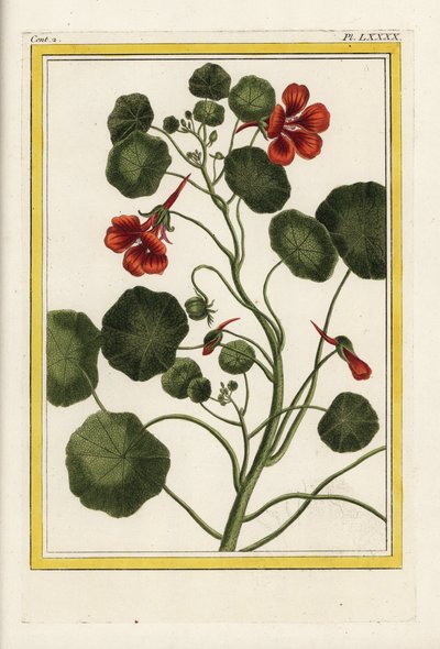 Le Capucin. Capucine de jardin, Tropaeolum majus - Unbekannter Künstler
