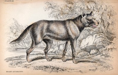 Le Chenu ou Renard du Brésil, Lycalopex vetulus - Lithographie par le Colonel Charles Hamilton Smith pour illustrer la Bibliothèque du Naturaliste: Chiens par Sir William Jardine, édition W. H Lizars, Édimbourg, Écosse - Unbekannter Künstler