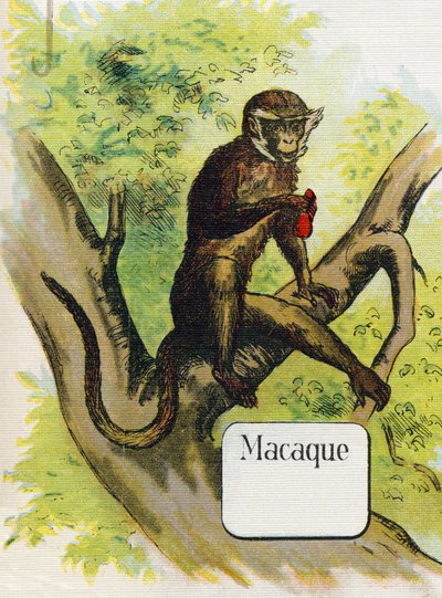 Le macaque. Gravure dans "ABC L