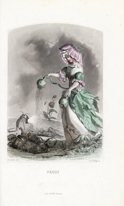 La fée du pavot saupoudre des capsules d