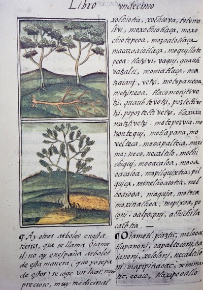 Arbres, cyprès sauvages et sapins, page du Codex florentin, version bilingue en espagnol et nahuatl, Histoire générale des choses de la Nouvelle-Espagne, par le missionnaire espagnol Fray Bernardino de Sahagun. Civilisation aztèque - William M. Timlin