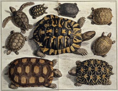 Tortues : d