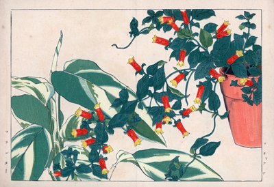 Manettie bicolore en pot et dicadame ou herbe à flèches. Vigne pétard, Manettia bicolor, en pot de fleurs et arrow-root, Maranta arundinacea. Gravure sur bois colorée à la main de l