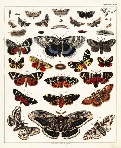 Variétés de papillons, mites, etc., 1841 (lithographie) - Unbekannter Künstler