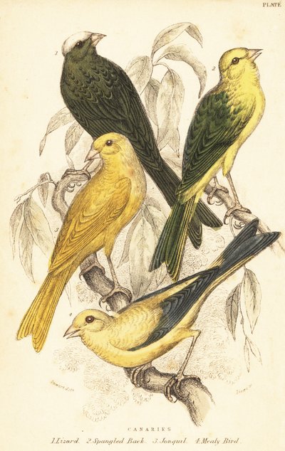 Variétés de canaris, Serinus canaria domestica. 1889 (gravure) - Unbekannter Künstler