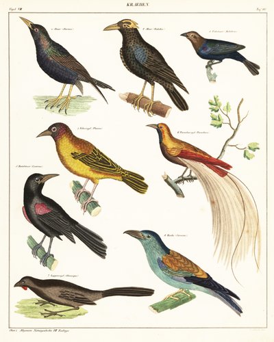 Variétés d