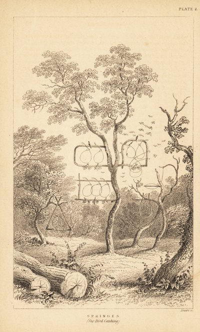 Variétés de pièges à fil pour attraper les oiseaux - Unbekannter Künstler