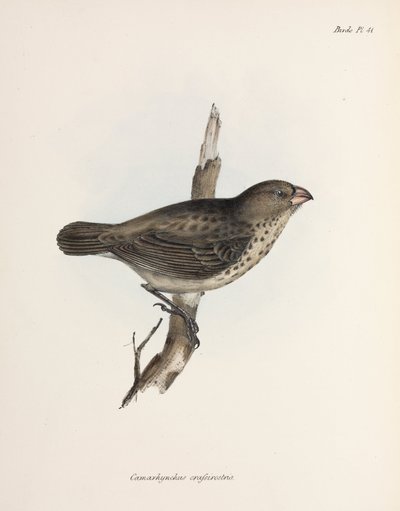 Pinson végétarien, îles Galápagos, vers 1832-1836 - Unbekannt