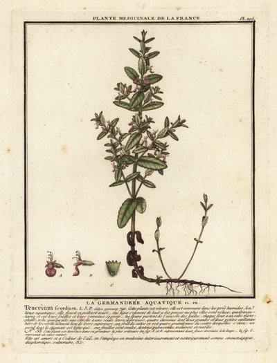 Germandrée des marais, Teucrium scordium - Unbekannter Künstler
