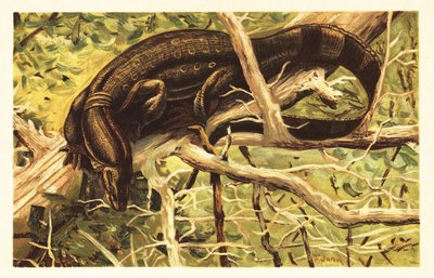 Varan malais, Varanus salvator - Unbekannter Künstler
