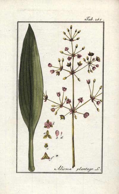 Plantain d